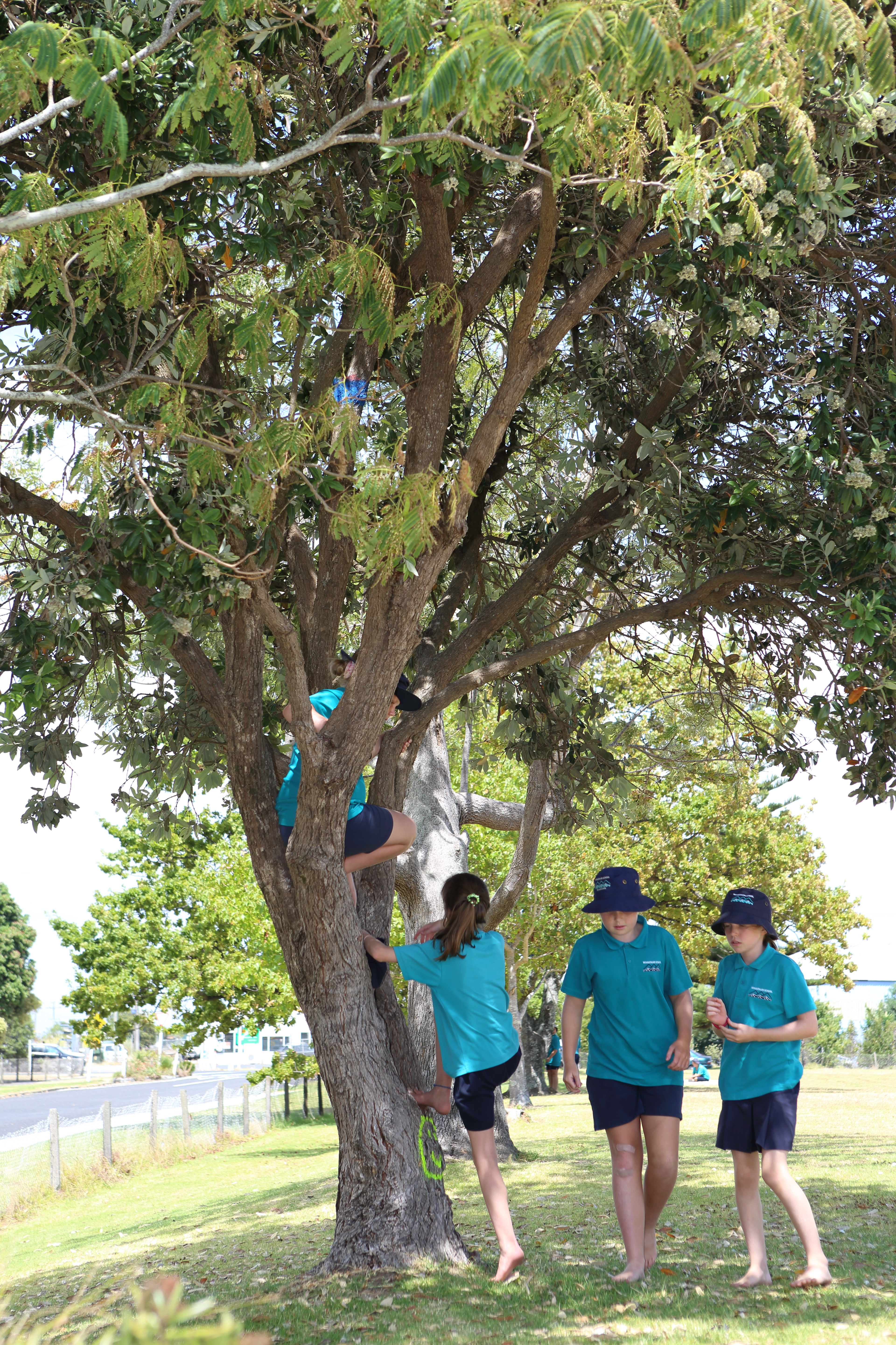 Tree climbing