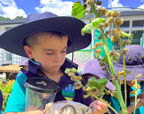 Emphasis on Learning