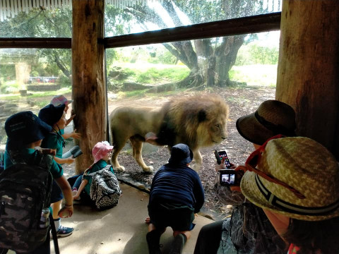 Junior School Auckland Zoo trip