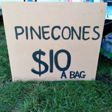 Pine cone fundraiser